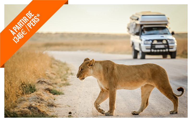 Lion qui marche dans le parc du Serengeti avec une jeep de touristes