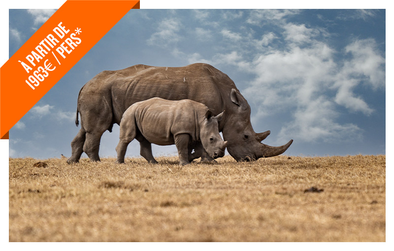 Rhinocéros avec son bébé en Tanzanie
