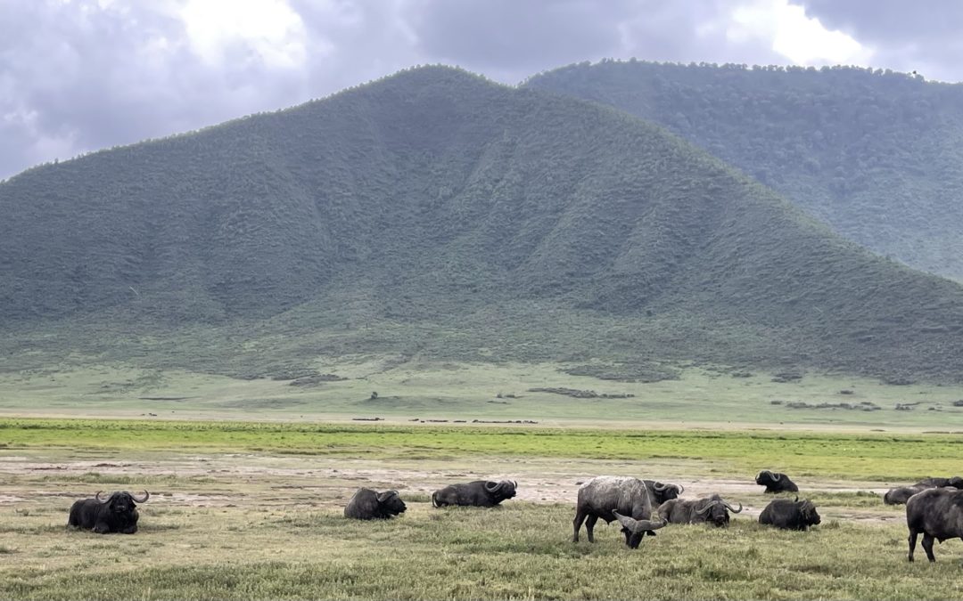 Les différents parcs ou faire un safari